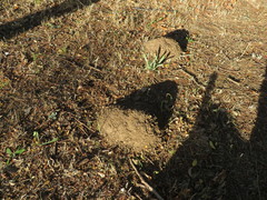 Cryptomys hottentotus