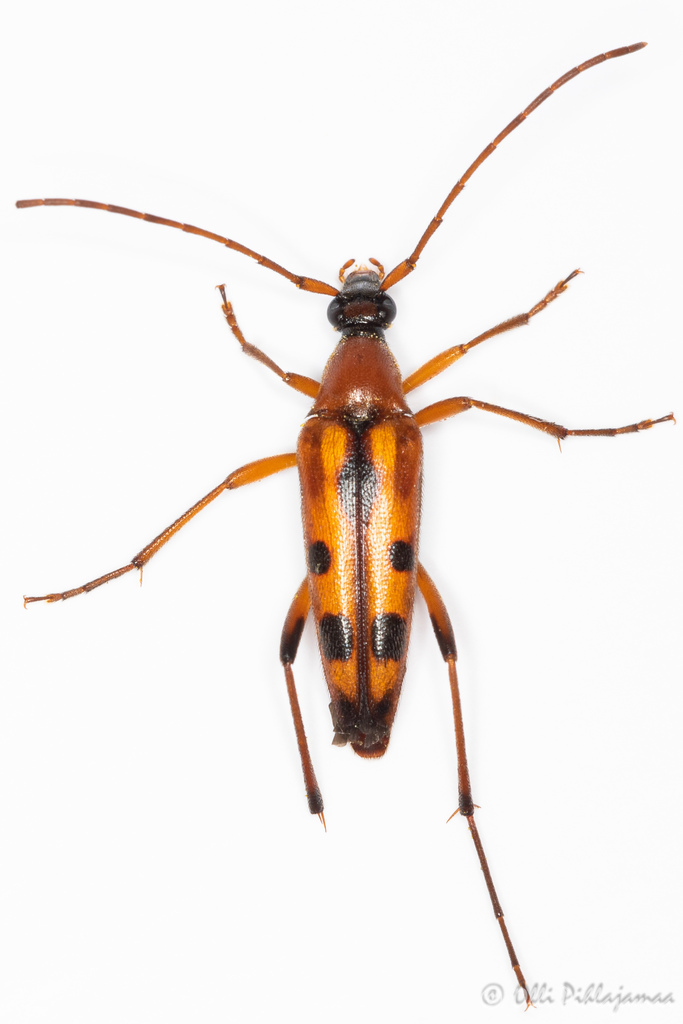 Stenurella septempunctata