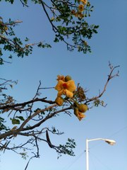 Erythrostemon yucatanensis