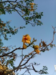 Erythrostemon yucatanensis