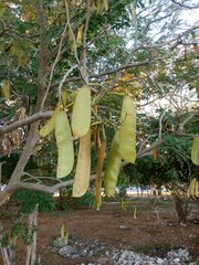Erythrostemon yucatanensis