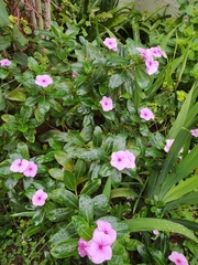 Catharanthus roseus