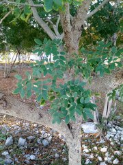 Erythrostemon yucatanensis