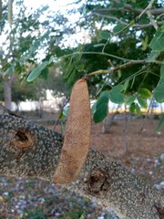 Erythrostemon yucatanensis
