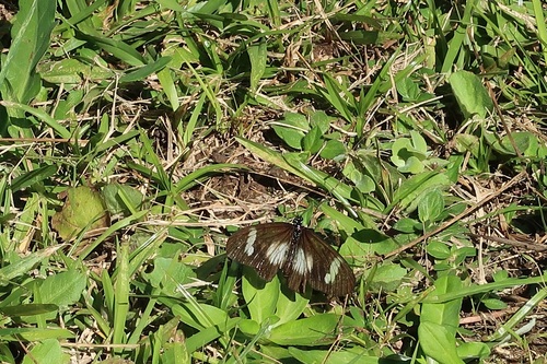 Dusky Acraea