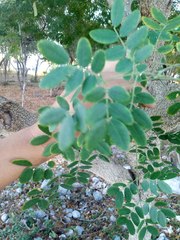 Erythrostemon yucatanensis