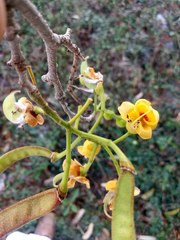 Erythrostemon yucatanensis