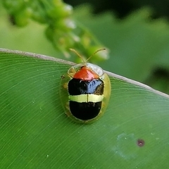 Charidotis aurofasciata