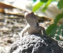 Sceloporus magister