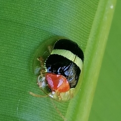 Charidotis aurofasciata