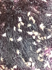 Aceria proteae