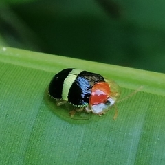 Charidotis aurofasciata
