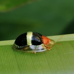 Charidotis aurofasciata