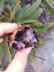 Aceria proteae