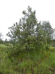 Juniperus deppeana robusta