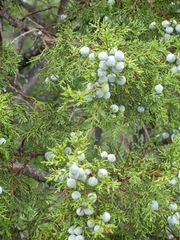 Juniperus deppeana robusta