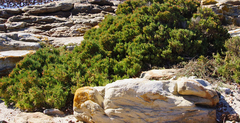 Salicornia littorea