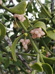 Phoradendron leucarpum tomentosum