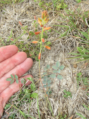 Hoffmannseggia oxycarpa