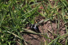 Andrena cineraria