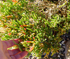 Salicornia littorea