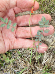 Hoffmannseggia oxycarpa