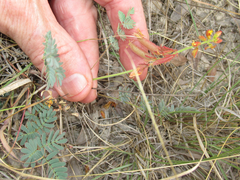 Hoffmannseggia oxycarpa