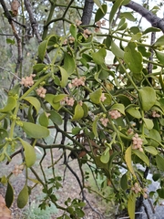 Phoradendron leucarpum tomentosum