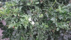 Jasminum nitidum