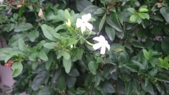Jasminum nitidum