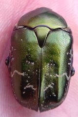 Protaetia cuprea metallica