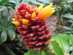 Costus montanus