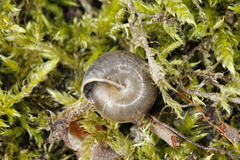 Perforatella bidentata