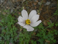 Cosmos pringlei