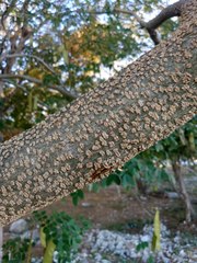Erythrostemon yucatanensis