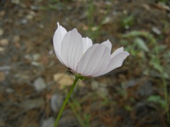 Cosmos pringlei