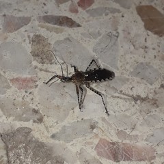 Cosmoclopius nigroannulatus