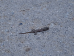 Hemidactylus frenatus