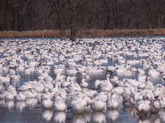 Anser caerulescens atlanticus