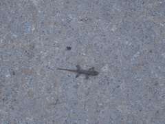 Hemidactylus frenatus