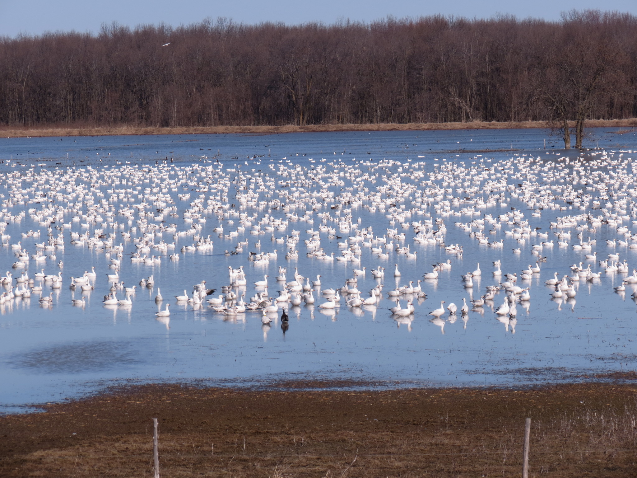 Snow Goose