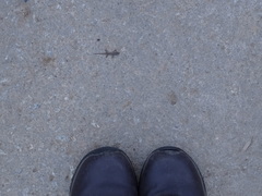 Hemidactylus frenatus