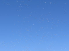 Anser caerulescens atlanticus