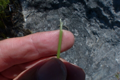 Bobartia parva