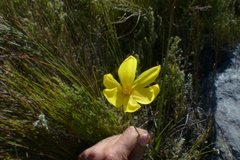 Bobartia parva