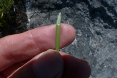 Bobartia parva