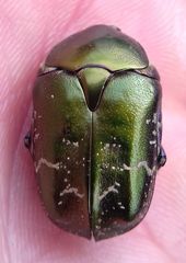 Protaetia cuprea metallica