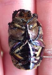 Protaetia cuprea metallica