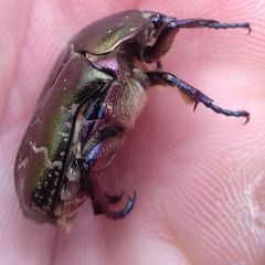 Protaetia cuprea metallica