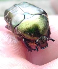 Protaetia cuprea metallica